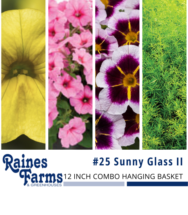 #25: Sunny Glass II 12 Inch Combo Hanging Basket 